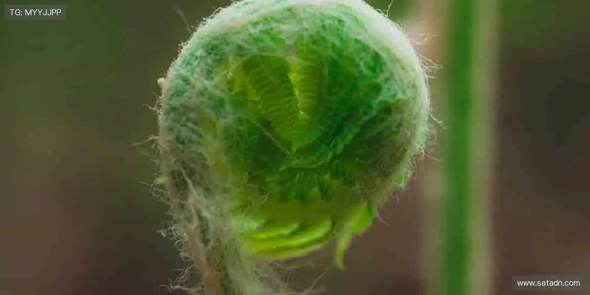 📺超清直播,一键解锁赛场心跳时刻!🎯